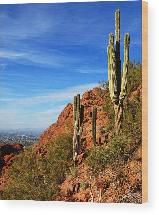  Wood Print featuring the photograph Cactus on Camelback 14x17 by Daniel Woodrum