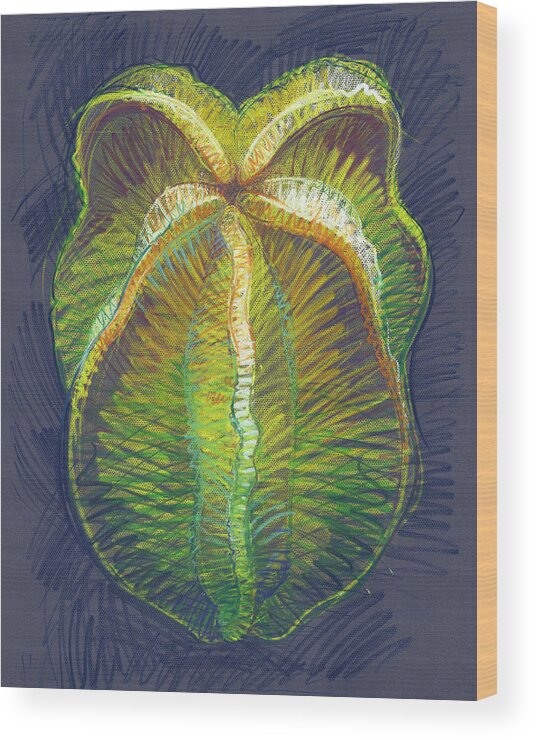 Fruit Wood Print featuring the drawing Carambola by Judith Kunzle