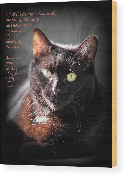 Quotes Wood Print featuring the photograph Cats Chose Us by Sue Long