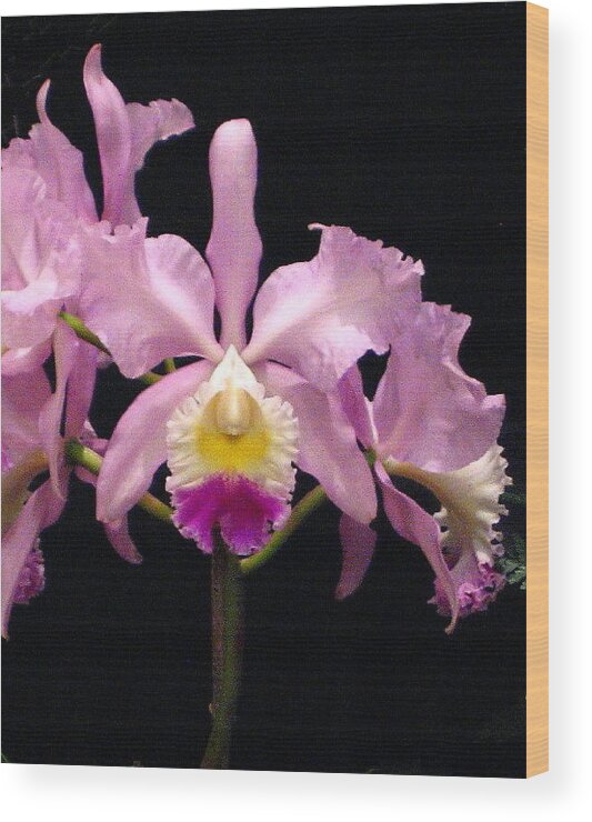 Orchids Wood Print featuring the photograph Cattleyas by Suzanne Krueger