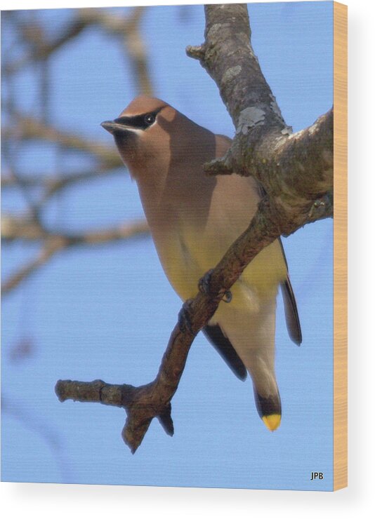 Wildlife Wood Print featuring the photograph Cedar Waxwing by John Benedict