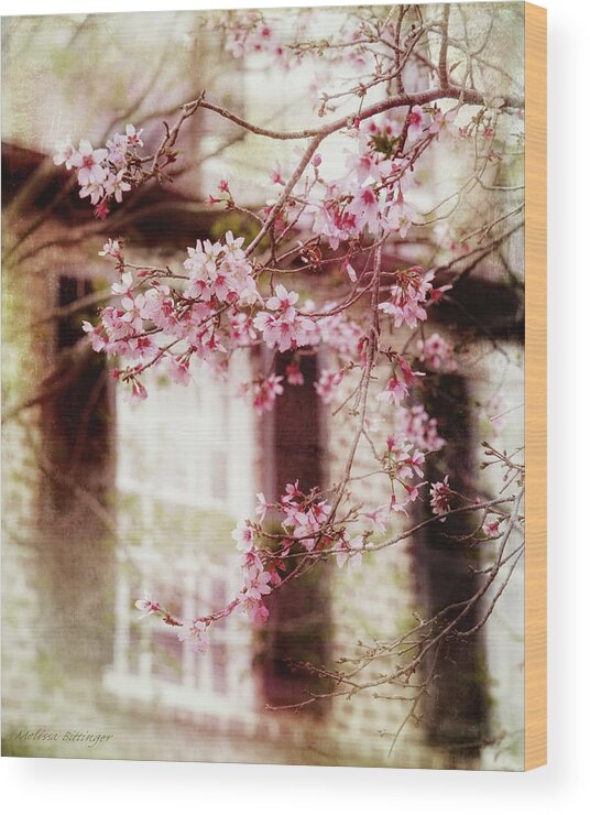 Cherry Blossom Wood Print featuring the photograph Charleston Cherry Blossom by Melissa Bittinger