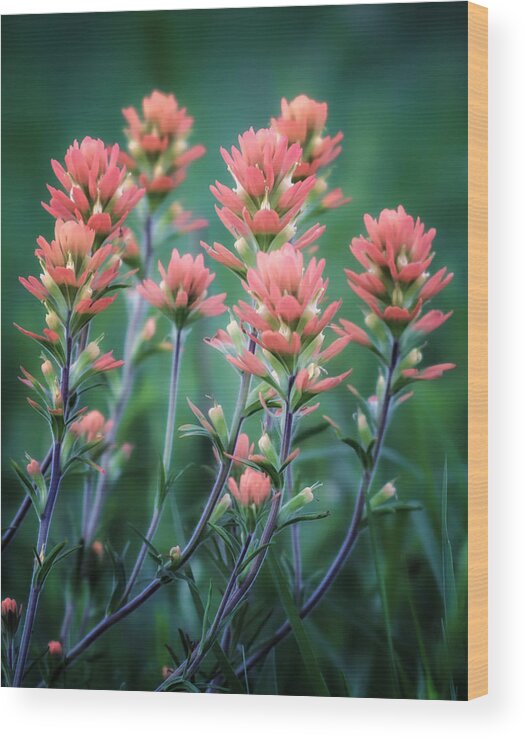 Indian Wood Print featuring the photograph Cherokee Prairie Paintbrush by James Barber