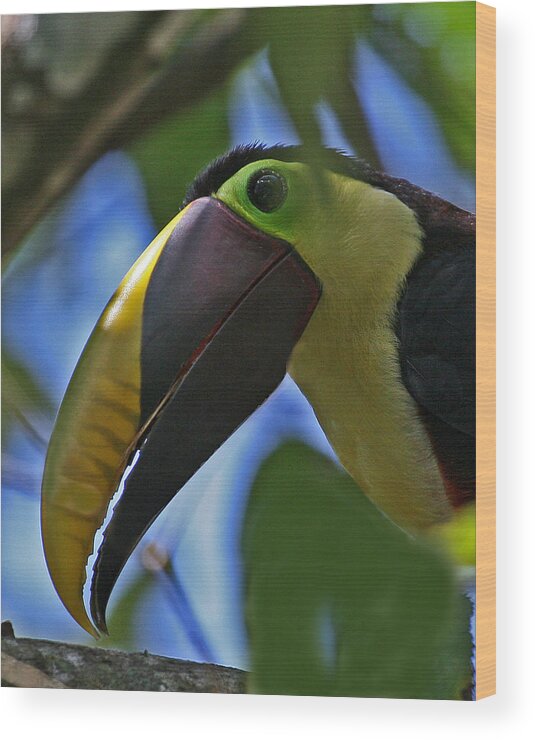 Chestnut-mandibled Toucan Wood Print featuring the photograph Chestnut-mandibled Toucan by Larry Linton