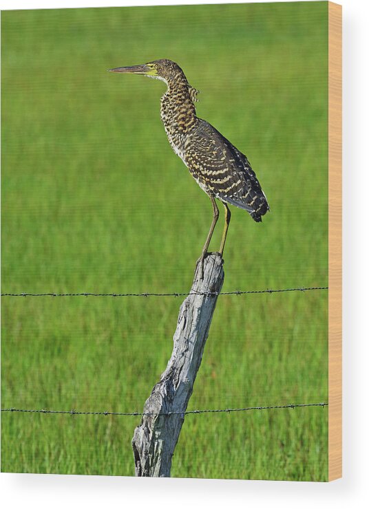 Rufescent Tiger Heron Wood Print featuring the photograph Chevron by Tony Beck