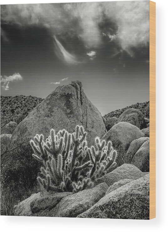 Anza-borrego Wood Print featuring the photograph Cholla by Joseph Smith