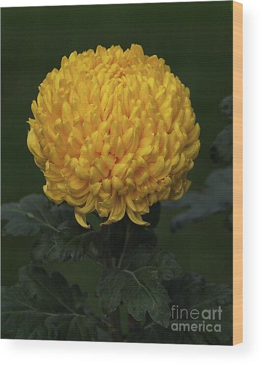 Flower Wood Print featuring the photograph Chrysanthemum 'Derek Bircumshaw' by Ann Jacobson