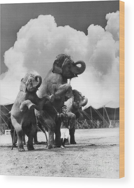 1930s Wood Print featuring the photograph Circus Trainer With Elephants, C.1930s by H. Armstrong Roberts/ClassicStock
