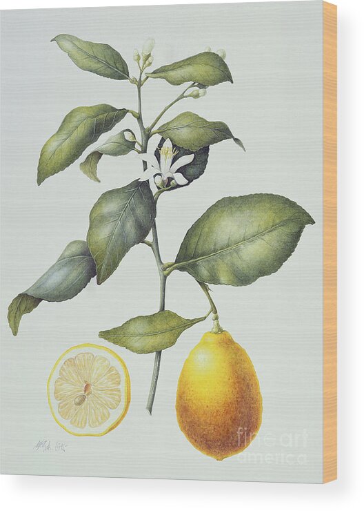 Lemon Wood Print featuring the painting Citrus Lemon by Margaret Ann Eden