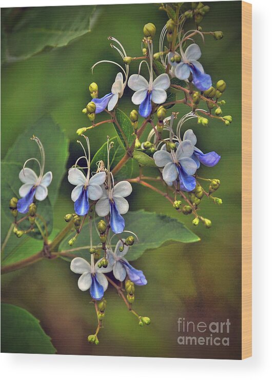 Flowers Wood Print featuring the photograph Clerodendrum Ugandense by Savannah Gibbs