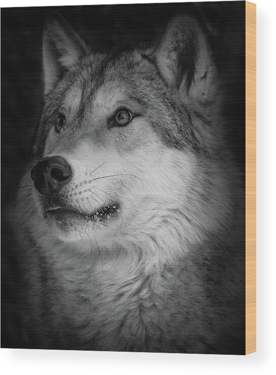 Wolf Wood Print featuring the photograph Close Up Gray Wolf by Athena Mckinzie