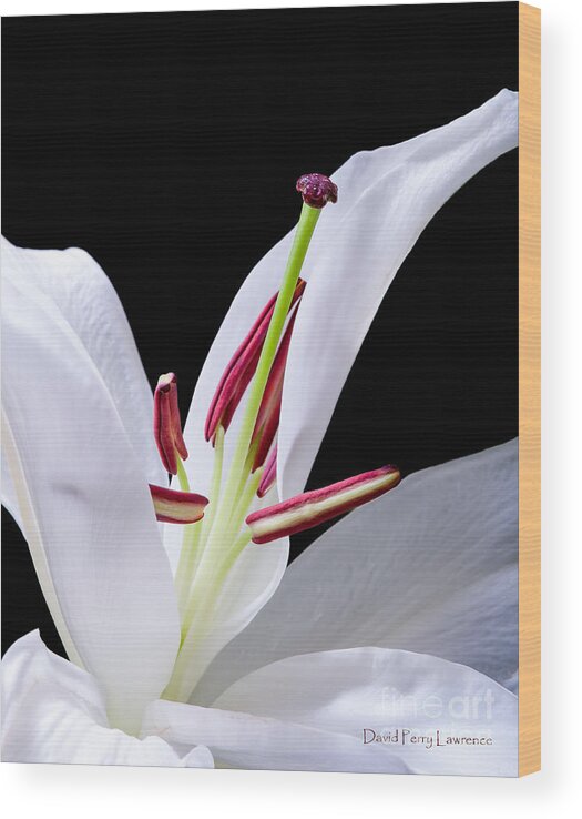 Lilies Wood Print featuring the photograph Close-up photograph of a White Oriental Lily by David Perry Lawrence