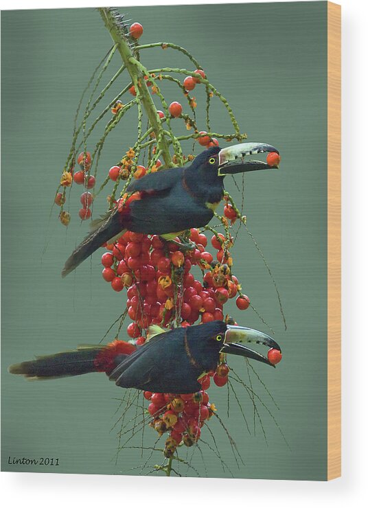 Collored Aracari Wood Print featuring the photograph Collored Aracari Pair 2 by Larry Linton