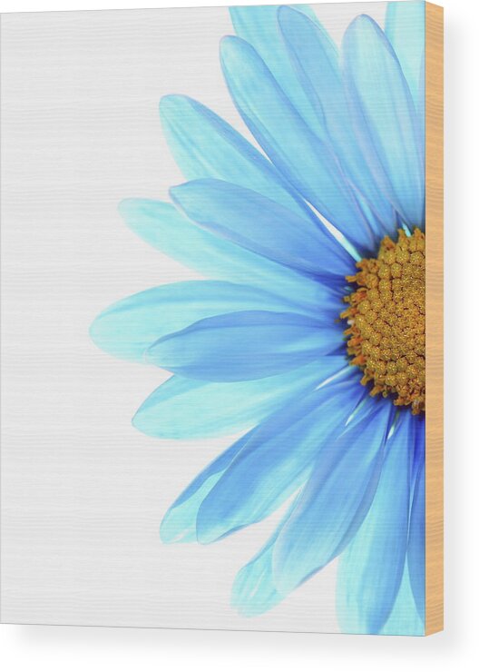 Daisy Wood Print featuring the photograph Color Me Blue by Rebecca Cozart