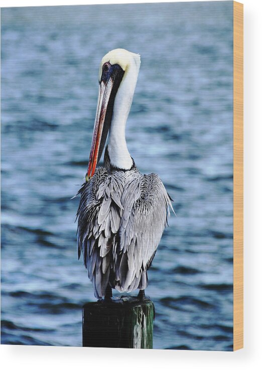 Brown Pelican Wood Print featuring the photograph Comically Elegant by Debbie Oppermann