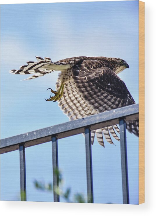 Linda Brody Wood Print featuring the photograph Cooper's Hawk Inflight I by Linda Brody