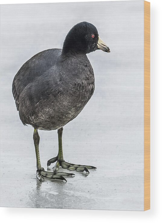 American Coot Wood Print featuring the photograph Coot On Ice by Yeates Photography