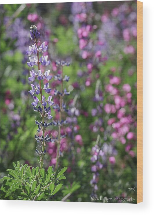 Lupinus Sparsiflorus Wood Print featuring the photograph Coulter's Field by Aaron Burrows