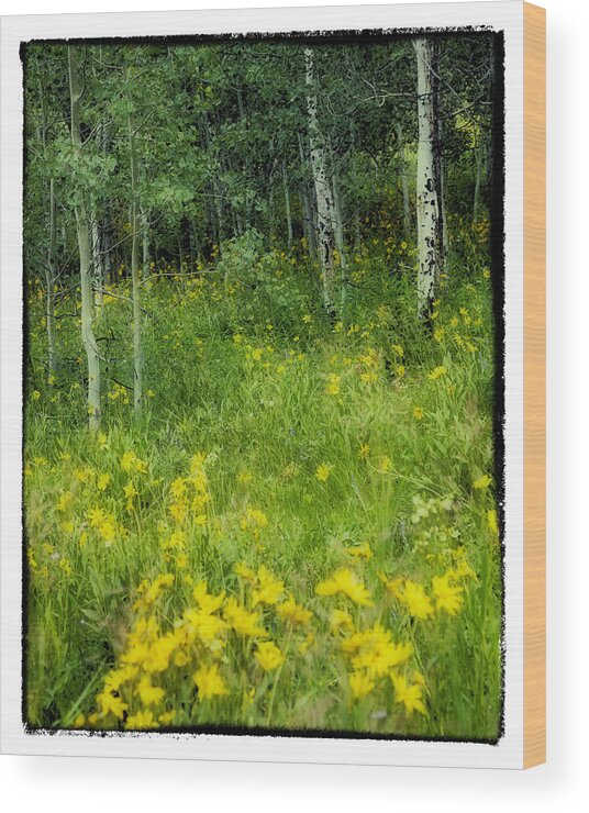 Daisies Wood Print featuring the photograph Daisies and Aspen by Hugh Smith