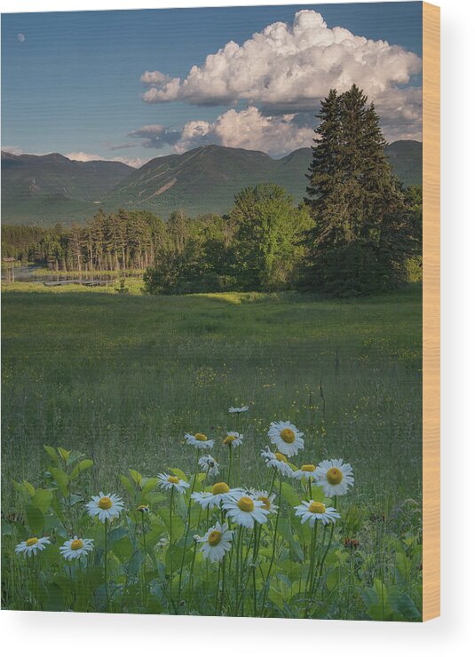 #sunset#lupines#sugarhill#newhampshire#landscape#field#mountains Wood Print featuring the photograph Daisies and Cannon Mountain by Darylann Leonard Photography