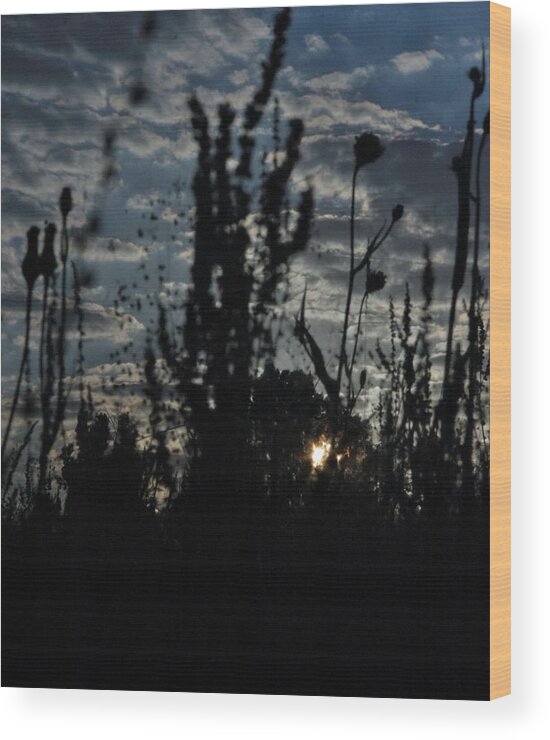 May Wood Print featuring the photograph Dandilion Sunrise by John Glass