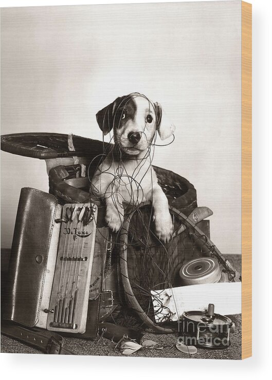Dog In Tackle Box, C.1950s Wood Print