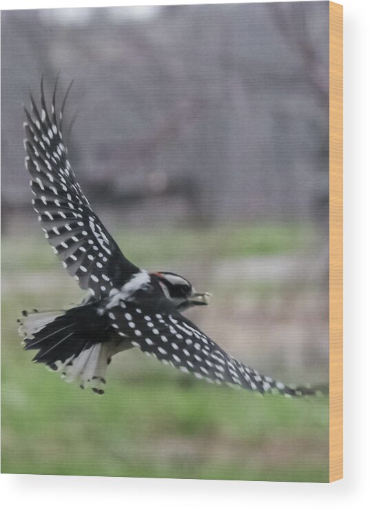 Jan Wood Print featuring the photograph Downy Woodpecker in Flight by Holden The Moment