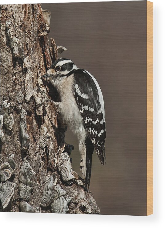 Downy Woodpecker Wood Print featuring the photograph Downy Woodpecker's Secret Stash by Lara Ellis