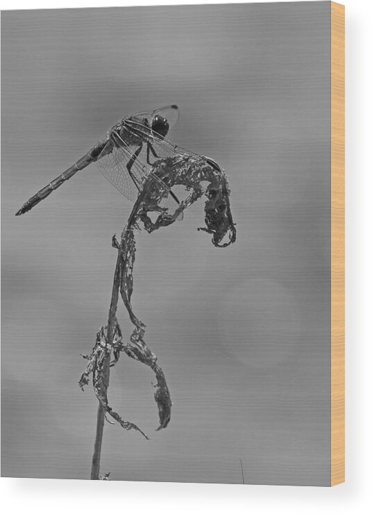 Nature Wood Print featuring the photograph Dragonfly in Black and White by Mike Dickie
