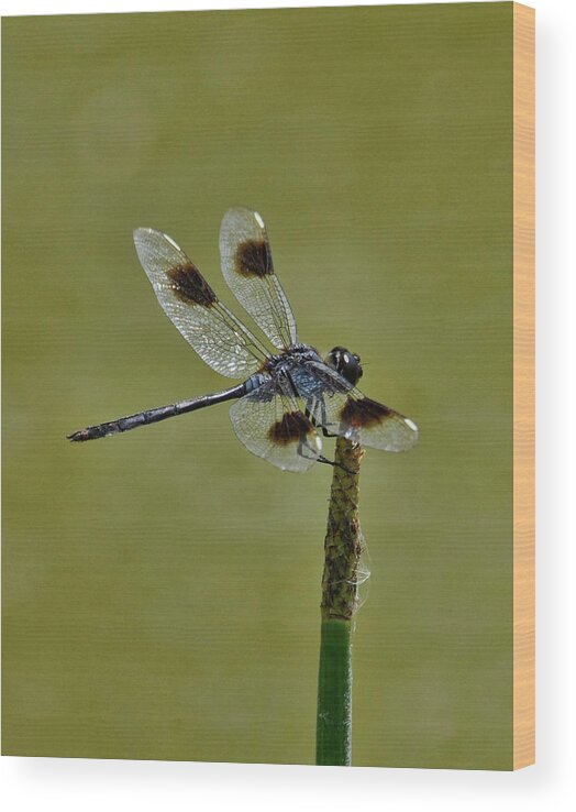  Wood Print featuring the photograph Dragonfly by Keith Lovejoy