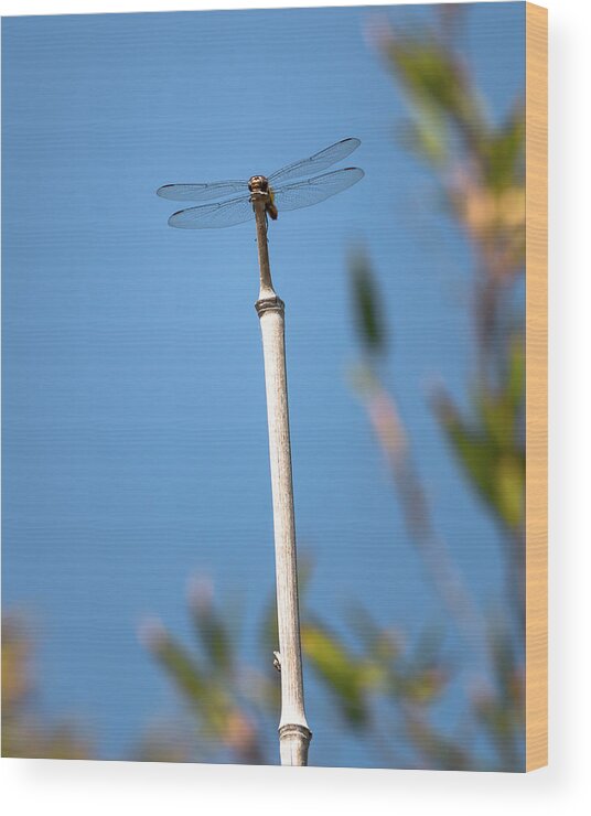 California Wood Print featuring the photograph Dragonfly on Stick by Adam Rainoff