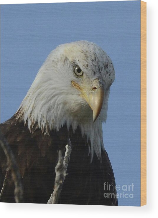 Bald Eagle Wood Print featuring the photograph Eagle Eye by Robert Buderman