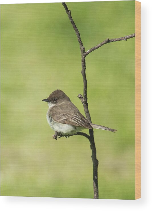 Eastern Phoebe Wood Print featuring the photograph Eastern Phoebe by Jim Zablotny