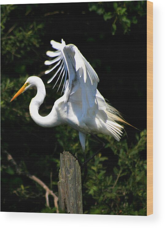 Great Egret Wood Print featuring the photograph Egret on a Piling by Christopher J Kirby