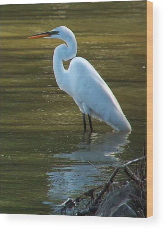 Wildlife Wood Print featuring the photograph Egret Resting by Kathleen Stephens