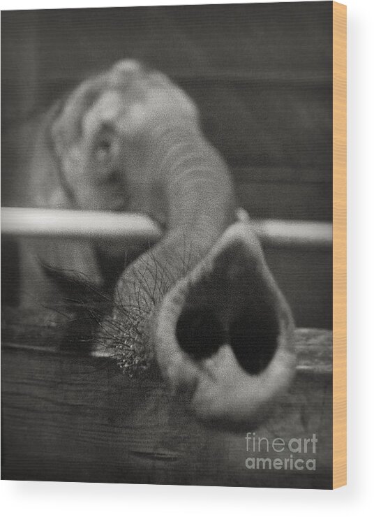 Elephant Wood Print featuring the photograph Elephant Trunk by Martin Konopacki