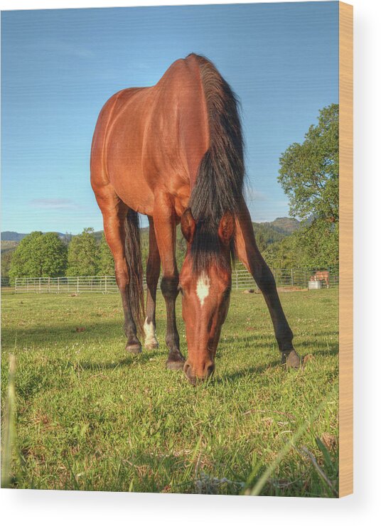 Equine Wood Print featuring the photograph Equine Beauty 0069 by Kristina Rinell