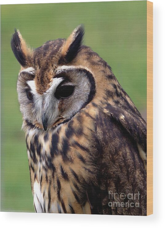 Owl Wood Print featuring the photograph Eurasian Striped Owl by Stephen Melia
