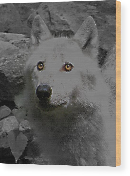 Eyes Of The Wolf Wood Print featuring the photograph Eyes Of The Wolf by Debra   Vatalaro