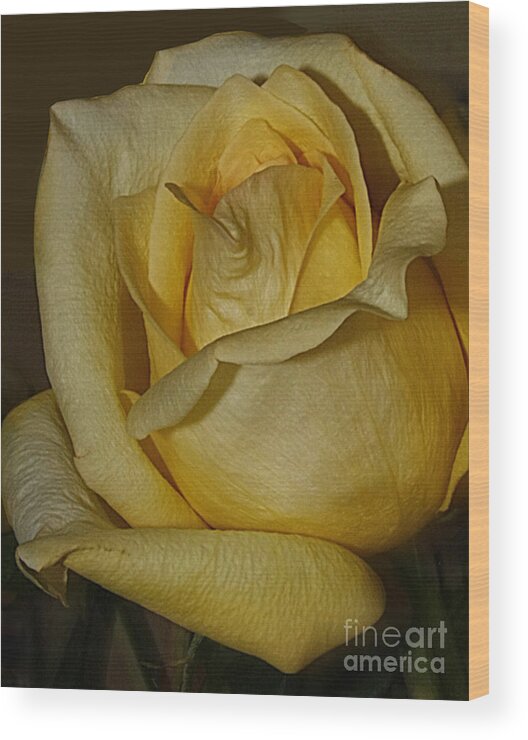 Flowers Wood Print featuring the photograph f4 by Tom Griffithe