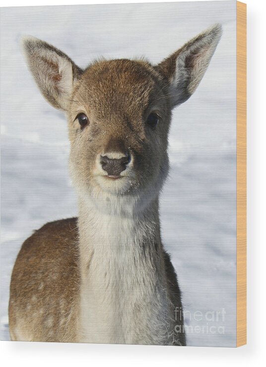 Deer Wood Print featuring the photograph Fae the fawn by Heather King