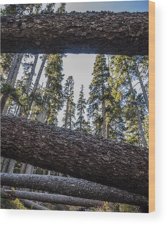 Pacific Wood Print featuring the photograph Fallen Trees by Pelo Blanco Photo