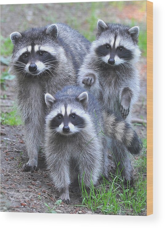 Raccoon Wood Print featuring the photograph Family Portrait by Carl Olsen