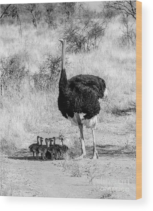 Ostrich Wood Print featuring the photograph Fathers Day by Chris Scroggins