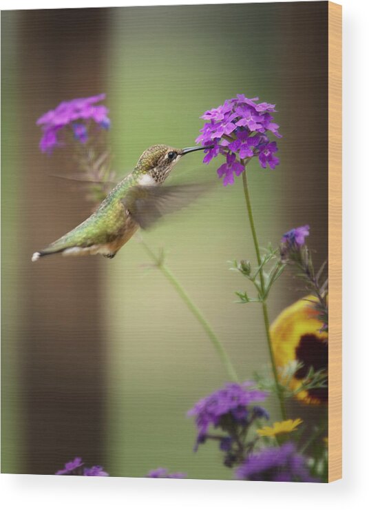 Hummingbird Wood Print featuring the photograph Feeding Hummingbird by Al Mueller