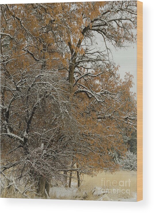 Landscape Wood Print featuring the photograph First Snow by Mellissa Ray