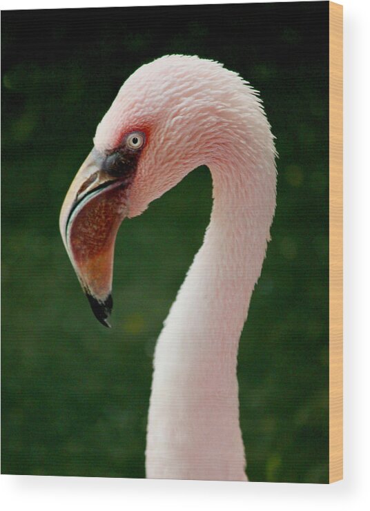 Flamingo Wood Print featuring the photograph Flamingo by Sarah Lilja