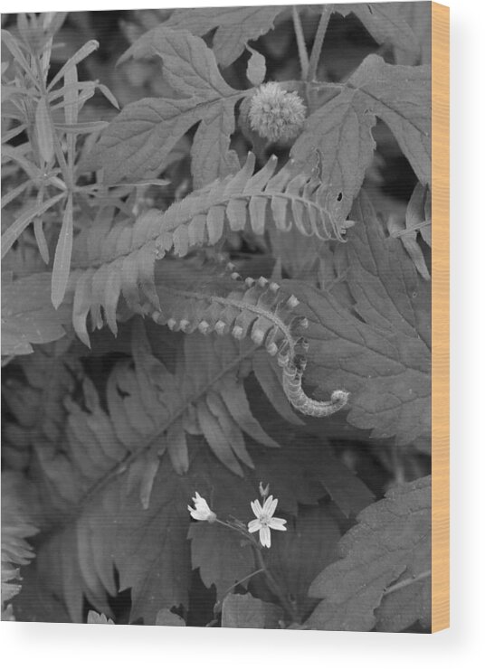 Nature Wood Print featuring the photograph Flora of the Forest BW by Charles Lucas