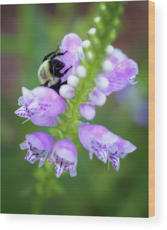 Beauty Wood Print featuring the photograph Flower climbing by Eduard Moldoveanu