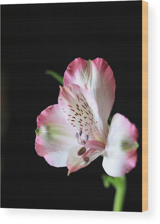 Flower Wood Print featuring the photograph Flower III by Hyuntae Kim